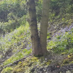 bluebells after tidying the embankment slopes at goldthorpe embankment