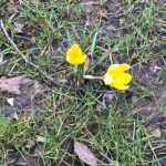 bulbs coming through at goldthorpe embankment