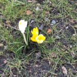 bulbs coming through at goldthorpe embankment