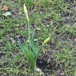 bulbs coming through at goldthorpe embankment