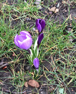 colourful bulbs flowering at goldthorpe embankment