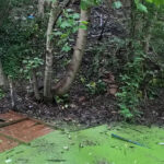 condition of pond before cleaning at goldthorpe embankment