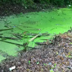 condition of pond before cleaning at goldthorpe embankment