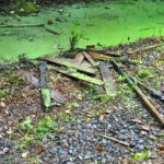 condition of pond before cleaning at goldthorpe embankment