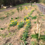 daffodils coming through at goldthorpe embankment