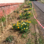 daffodils coming through near our new hedges at goldthorpe embankment