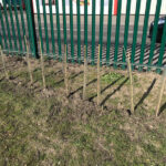 february 2019 schoolchildren hedge planting at goldthorpe embankment