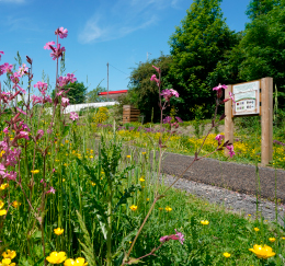 Flowers and interpretation boards at Goldthorpe Embankment