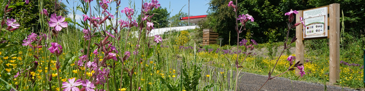 goldthorpe railway embankment in springtime