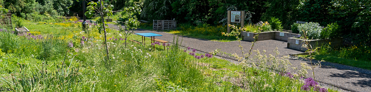 goldthorpe railway embankment in springtime