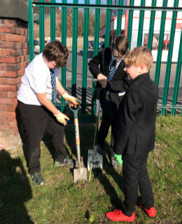 hedge planting by local schools at goldthorpe embankment