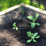 herb box at goldthorpe embankment