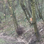 installation of bird boxes at goldthorpe embankment