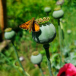 A moth on a poppy seed head at goldthorpe embankment