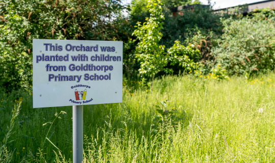 orchard planted by goldthorpe primary schoolchildren at goldthorpe railway embankment