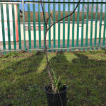 planting at goldthorpe embankment