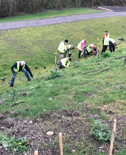 planting with schoolchildren at goldthorpe embankment