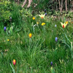 spring bulbs coming through at goldthorpe embankment