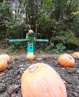 pumpkins and pumpkin statue at goldthorpe railway embankment autumn fair